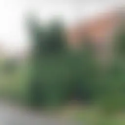 Avatar for Artist 219