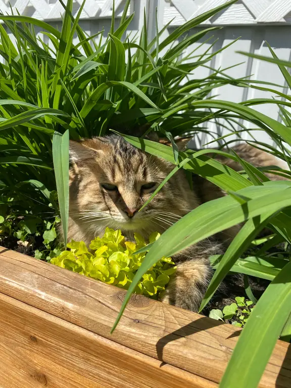 Image for Jungle Cat