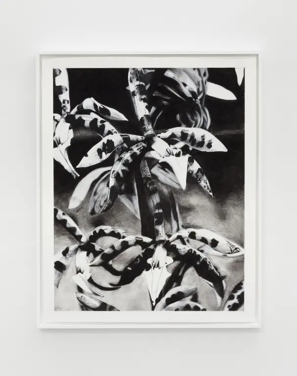 Image for Orchid (after Albert Renger-Patzch)