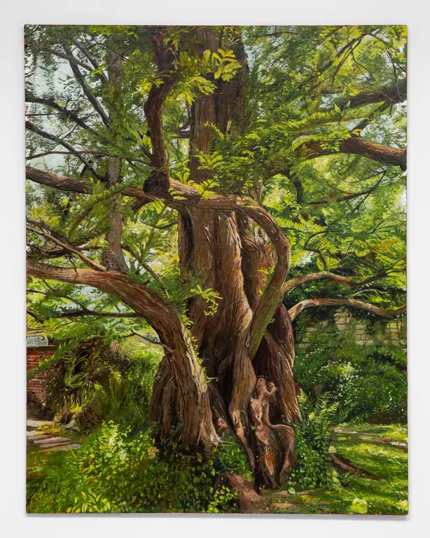 Image for Metasequoia